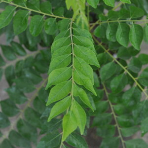 J[[t@AWAn[u@9cm||bg@c@@J[̖؁@n[u@|@K[fjO