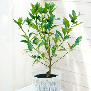 LJ@Ղ܂@ʎc@5@1@ÂĎ킪ȂHׂ₷@v`}@@͂Ȃ݂ǂ