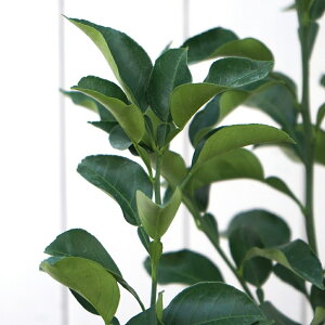 Wo@ʎc@4@1@΂@ו@{Y@󏭁@ԕǂɌ@k@͂Ȃ݂ǂ