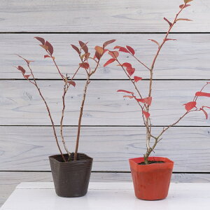 u[x[@_EXp^@22Zbg ʎc@m[UnCubVn@Blueberry Darrow Spartan@嗱@lCi@Ă₷@͂Ȃ݂ǂ