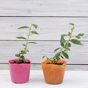 u[x[ f[N{[iX@22Zbg ʎc@m[UnCubVn@Blueberry Duke Bonus@嗱@lCi@Ă₷@͂Ȃ݂ǂ