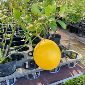 トゲなしレモン　ビアフランカ　5号　鉢　果樹苗　柑橘　檸檬　Lemon　はなみどり