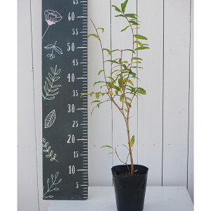 UN@4@1@II~UN@Ξց@ў ʎc@͂Ȃ݂ǂ