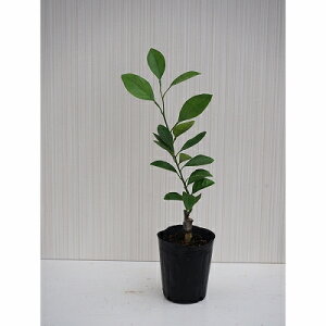 ��Ԋ��k�V���[�Y�@�R�~�J���@1���@9cm�|���|�b�g�c�@���~�J���@�����@�ʎ��@�ƒ�؉��@�͂Ȃ݂ǂ�