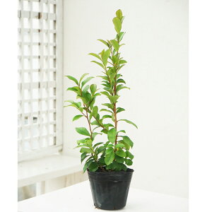 qTJL@c؁@3.5@1@P@Eurya japonica@Eurya japonica Thunb.@?؁@ling mu@΍؁@A؁@c@؁@_@|@K[fjO