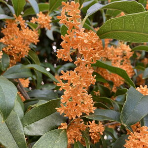 ؍ҁ@LNZC@c 5@1@H̖K鍁@V{c[@F@Ύ@؁@Ԗ؁@͂Ȃ݂ǂ