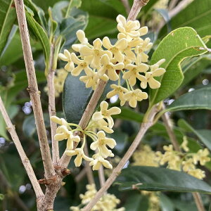 ؍ҁ@MNZC@c 5@1@H̖K鍁@V{c[@F@Ύ@؁@ԁ@ ͂Ȃ݂ǂ