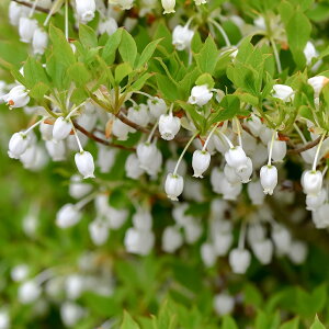 �h�E�_���c�c�W�@���ԁ@10.5cm�|�b�g�c�@1���@Enkianthus perulatus�@�����U�P�@�g�t�@��؁@���_�@�Ԗ؁@�V���{���c���[�@���|�@�K�[�f�j���O�@�͂Ȃ݂ǂ�