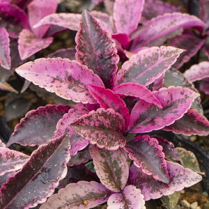 }E xjNWN 3 1  gE  N̗ǂ ϊΒ ͂Ȃ݂ǂ