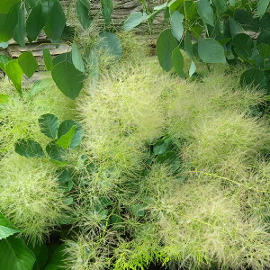 �X���[�N�c���[�@�z���C�g�@4���@1���@Cotinus coggygria�@Smoke tree�@�P�����m�L�@���̖؁@�n�O�}�m�L�@���t���@�g�t�@�Ԗ؁@�V���{���c���[�@�͂Ȃ݂ǂ�