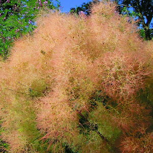 �X���[�N�c���[�@�s���N�@4���@1���@Cotinus coggygria�@Smoke tree�@�P�����m�L�@���̖؁@�n�O�}�m�L�@���t���@�g�t�@�Ԗ؁@�V���{���c���[�@�͂Ȃ݂ǂ�