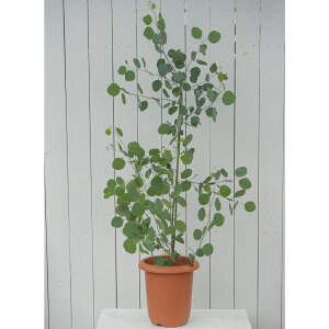 植木 盆栽 ユーカリ 植木 ポポラス」の人気商品一覧・価格比較 - 価格.com
