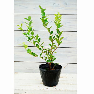 u[x[@sNl[h@3.5c@1sNF̐lC̃u[x[@nCubVnƃrbgACňz@nCubh@ ɋ@u[x[@߃u