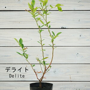 u[x[@fCg@Delite@5@1@rbgACn@@lC̃u[x[@@^@嗱u[x[@ɋ@߃u[x[@V{c[@|