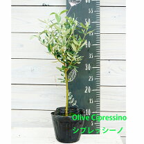 楽天市場】シプレッシーノ オリーブ（植木｜ガーデニング・農業）：花