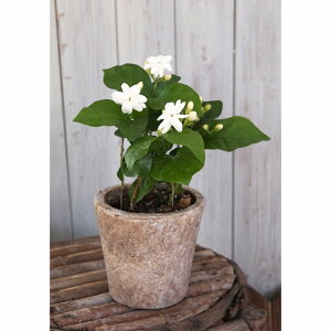 ArAWX~@}cJ@ԕc@3.5@10.5cm||bgc@1@2@3@仉ԁ@|@K[fjO@ẴK[fjO