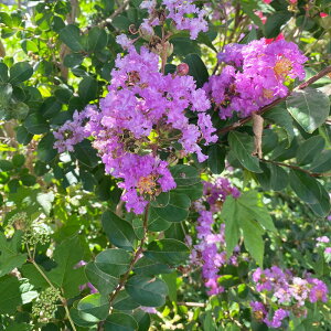 TXx@sNT}[@2.5@1@˃TXx@␫ Sg@Lagerstroemia indica crape myrtle crepe myrtle@^@RpNg@傫ȂȂ@ĂɉԂŐ