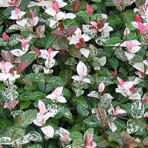 �n�c���L�J�Y���@����J�Y���@3���@9cm�|���|�b�g�c �I�ׂ銔���@������@�s���N�@Trachelospermum asiaticum �eHatsuyukikazura�f�@���ኋ�@��؁@�O�����h�J�o�[�@�͂Ȃ݂ǂ�