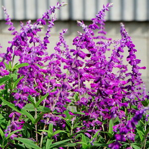 AWXgZ[W@TrA@EJT@ԕc@3@9cm||bgc@Iׂ銔@1@2@Salvia leucantha@p[v@@͂Ȃ݂ǂ