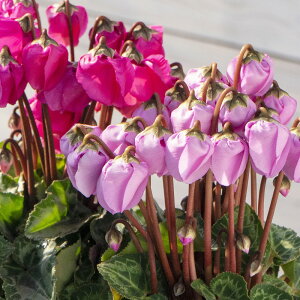 K[fVN@EB^[x@}[^oCIbg@9cm||bg@22@ԕc@sN@x炫VN@ Cyclamen@͂Ȃ݂ǂ