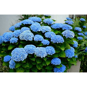 �A�W�T�C�@�}�W�J�����{�����[�V�����@�u���[�@10.5cm�|���|�b�g�c�@1���@Hydrangea macrophylla 'Magical Revolution'�@�ԁ@�n�C�h�����W�A�@���z�ԁ@�}�W�J���V���[�Y�@���|�@�K�[�f�j���O�@�ԕc�@
