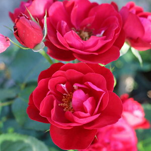 FL�o���@���b�h�s�m�L�I�@4���@2�N���@�c�@1���@�r���[�h�ԁ@�ەٍ炫�@Red Pinocchio�@�l�C�̃o���@�����o���@���߂Ẵo���@�o������@�_�Ƃ��񂨂����߃o���@�L���ȃo���@�c���o���@�I�[