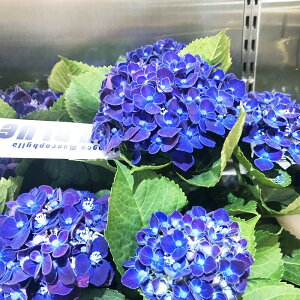 �A�W�T�C�@�l�C�r�[�u���[�@10.5cm�|���|�b�g�c�@1���@Hydrangea macrophylla 'Navy Blue'�@�ԁ@�n�C�h�����W�A�@���z�ԁ@�X�Y�L�_���I���W�i���i��@�͂Ȃ݂ǂ�