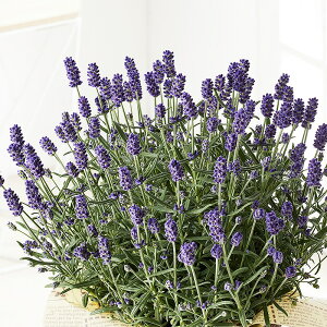���x���_�[�@�u���[�Z���g�A�[���[�@9cm�|���|�b�g�c�@1���@�ԕc�@Lavandula angustifolia 'blue scent early'�@�C���O���b�V�����x���_�[�@�͂Ȃ݂ǂ�