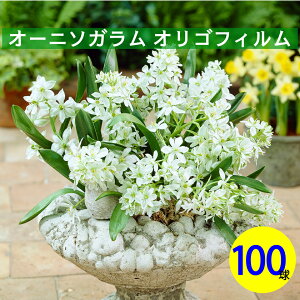 I[j\K@IStB100ԁ@HA@ԁ@킢ԁ@S҂ɂ߁@͔|ȒP@I_AAςȂ