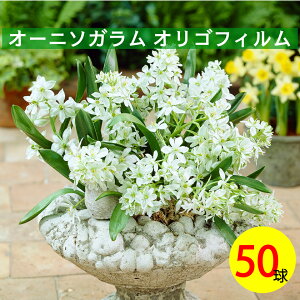 I[j\K@IStB50ԁ@HA@ԁ@킢ԁ@S҂ɂ߁@͔|ȒP@I_AAςȂ