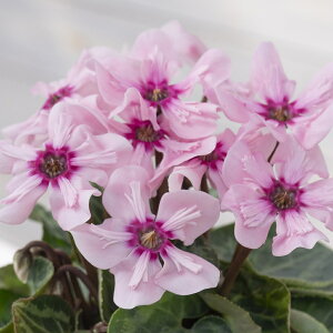 ~jVN@C[WA@sNe@10.5cm||bg@1@ԕc@VN@Cyclamen@͂Ȃ݂ǂ