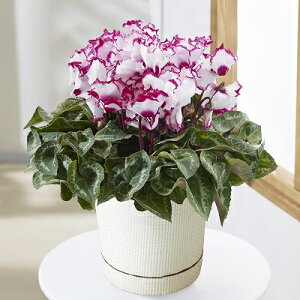 VN@rNgA@5@1@Ε@NX}X@Mtg@v[g