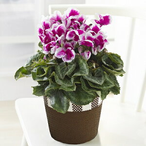 VN@tIp[v@5@1@Ε@NX}X@Mtg@v[g