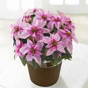 vZ`A@sNzCg@5@1@Ε@NX}X@|CZ`A@Mtg@v[g