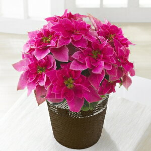 vZ`A@[U@5@1@Ε@NX}X@|CZ`A@Mtg@v[g