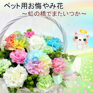 生花 レインボーカーネーションの人気商品 通販 価格比較 価格 Com 生花 レインボーカーネーションの人気商品 通販 価格比較 価格 Com