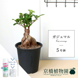 y25P5{IzyubNtCf[N[|LIzyX^[^[ZbgtzKW}@5y̏h؁zyK̖؁zyX[TCYz