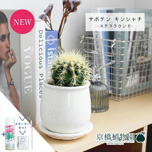 【スターターセット付】【ステララウンドS】サボテン 金鯱(キンシャチ)【受け皿付き】3.5G【観葉植物 インテリア おしゃれ 人気 引越し祝い 開店祝い 新築祝い お祝い 楽天 通販 観葉