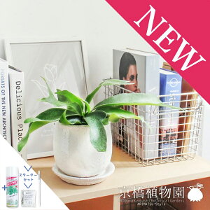 yX^[^[ZbgtzyXeEhFMTCY/픫zREErtJcy󂯎MtzyrJNV_zyzCgz