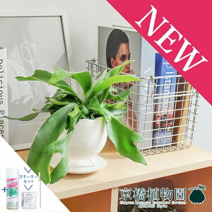 yX^[^[ZbgtzyCIjA{EL/zCgzREErtJcyrJNV_zy󂯎Mtz