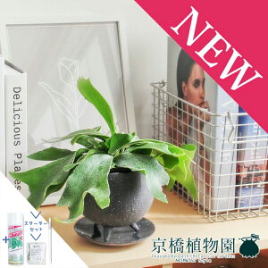 yX^[^[ZbgtzyCIjA{EL/O[zREErtJcyrJNV_zy󂯎Mtz