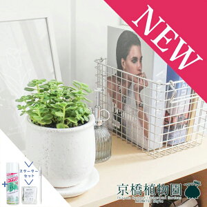 y}\N[|LIzyX^[^[ZbgtzyXeEhFMTCY/픫zn[u A}eBJXy󂯎MtzyzCgz