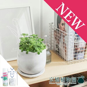 y30P5{IzyX^[^[Zbgtzy}EhSTCY/󂯎Mtzn[u A}eBJXyȃ^z