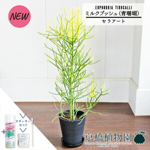 y25P5{IzyubNtCf[N[|LIzyX^[^[Zbgtz~NubViXj7@y~hTCY/CeA/j/JXj/Vzj/Mtg/Ă₷/ϗt