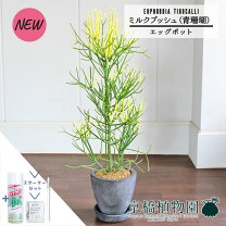 楽天市場】ミルクブッシュ（種類（植物）ミルクブッシュ）（観葉植物 