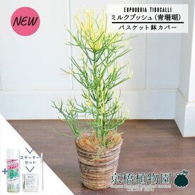 【スターターセット付】【バスケット鉢カバー/ブラウン】ミルクブッシュ（青珊瑚）7号【観葉植物植物【大型】