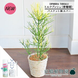 観葉植物 ミルクブッシュ」の人気商品一覧・価格比較 - 価格.com