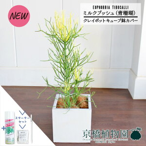 y5P5{IzySSN[|zyX^[^[ZbgtzyNC|bgL[uJo[t/zCgz~NubViXj7y~hTCY/CeA/j/JXj/z