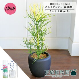 【スターターセット付】【カンサラ鉢カバー付き/ブラック】ミルクブッシュ（青珊瑚）7号【観葉植物植物【大型】