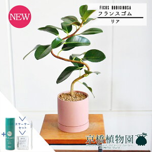 【マラソンクーポン有】【スターターセット付】【リアSサイズ/ピンク】フランスゴム 曲がり【受け皿付】pot サスティー/SUSTEE/リーフクリン/IBのチカラ/【ゴムの木】【お洒落な曲がりの